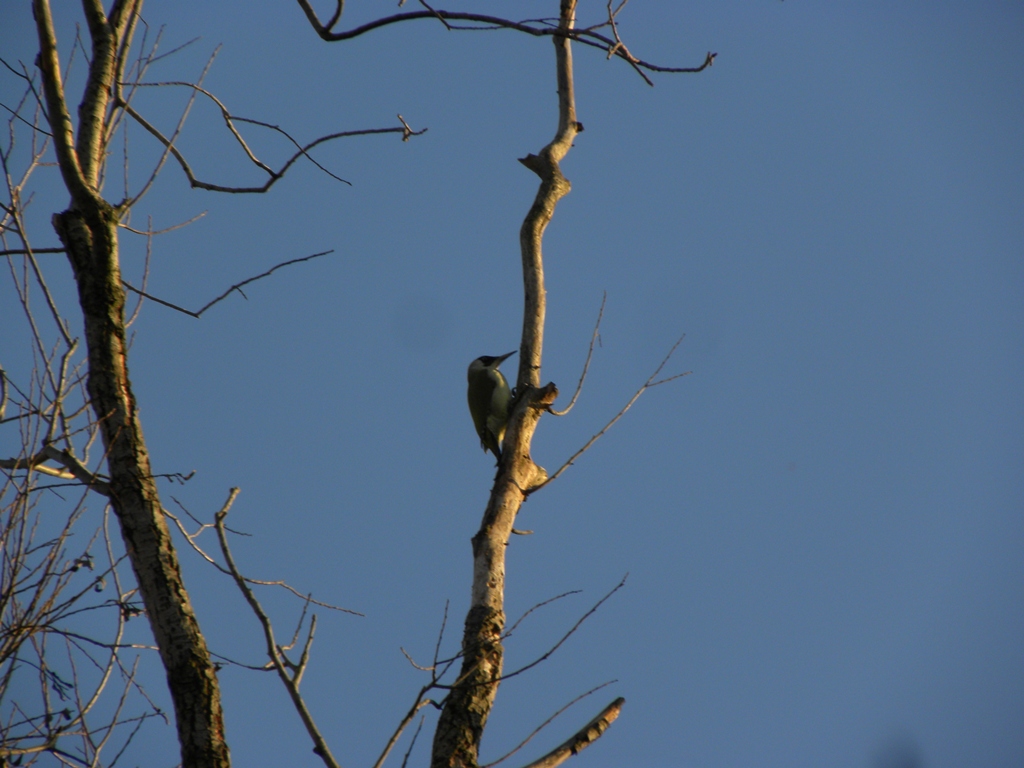 Picchio rosso Maggiore - Dendrocopos major in Digiscoping